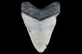 Bargain, Megalodon Tooth - North Carolina #76300-2